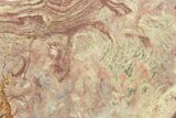 Polished Neoproterozoic Stromatolite (Conophyton) - Morocco #365855-1